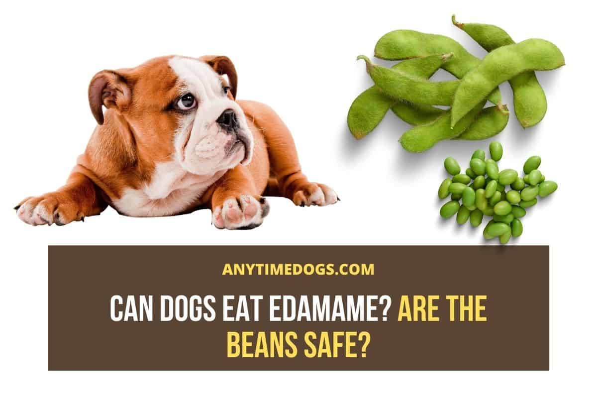 are edamame pods safe for dogs