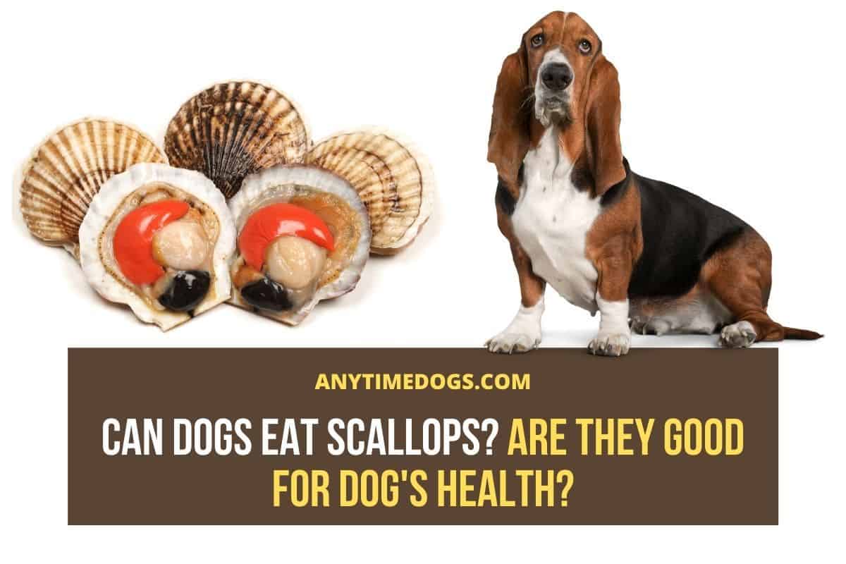 Can Dogs Eat Scallops? Are They Good For Dog's Health? AnyTimeDogs