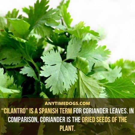 “Cilantro” is a Spanish term for coriander leaves