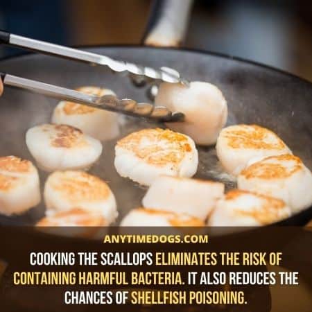 Cooking the scallops eliminates the risk of containing harmful bacteria