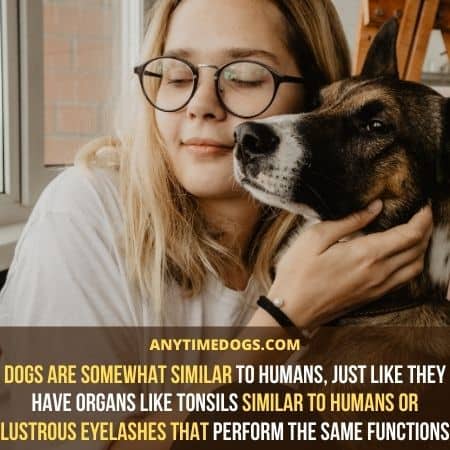 Dogs are somewhat similar to humans, just like they have organs like tonsils similar to humans or lustrous eyelashes