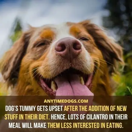 Dog’s tummy gets upset after the addition of new stuff in their diet