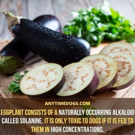 Eggplant consists of a naturally occurring alkaloid called solanine