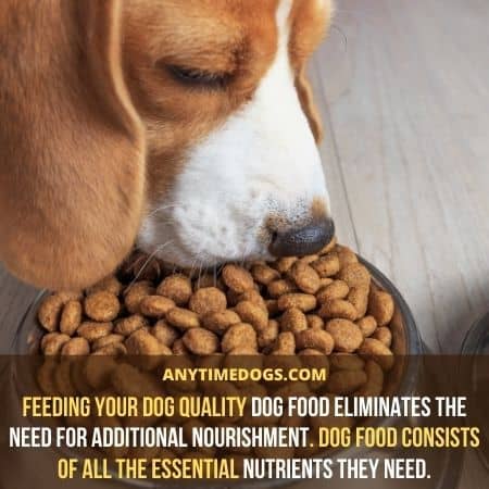 Can Dogs Eat Eggplant: Feeding your dog quality dog food eliminates the need for additional nourishment