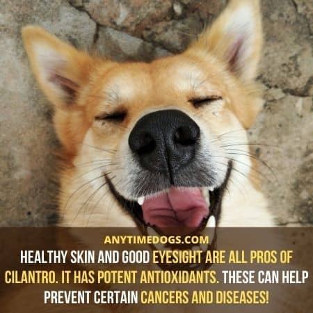 Can Dogs Eat Cilantro: Healthy skin and good eyesight are all pros of cilantro