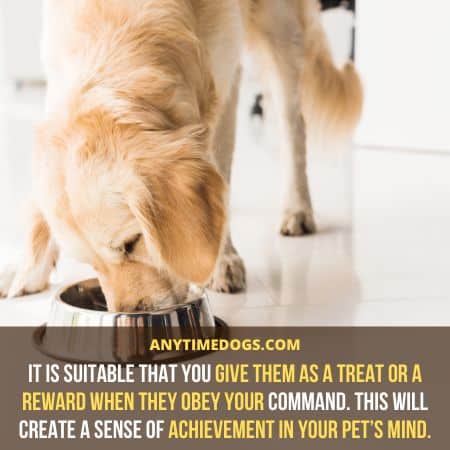 Can Dogs Eat Cheez-its: It is suitable that you give cheez-its to dogs as a treat