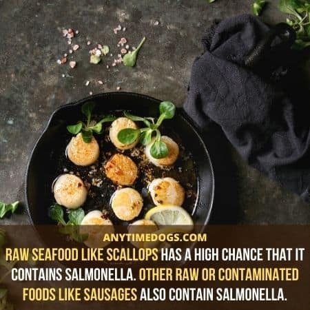 Can Dogs Eat Scallops: Raw seafood like scallops has a high chance that it contains salmonella