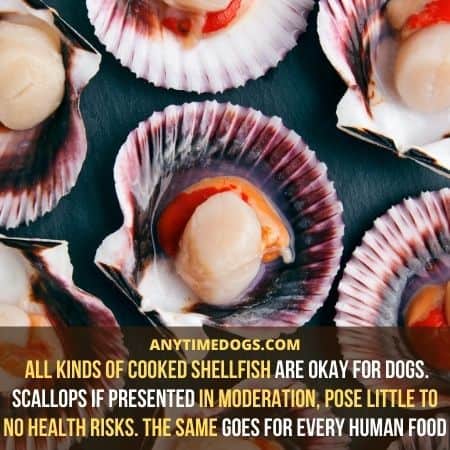 Scallops if presented in moderation, pose little to no health risks