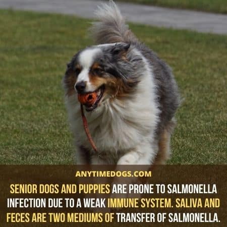 Can Dogs Eat Sausage: Senior dogs and puppies are prone to Salmonella infection due to a weak immune system