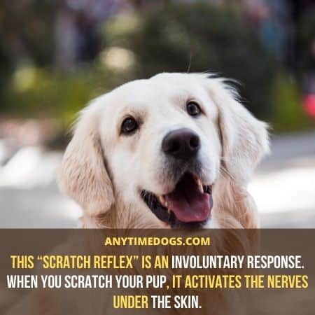 The “scratch reflex” in dogs is an involuntary response