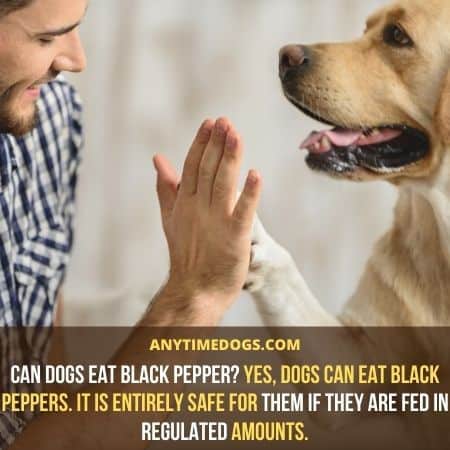 Yes dogs can eat black pepper