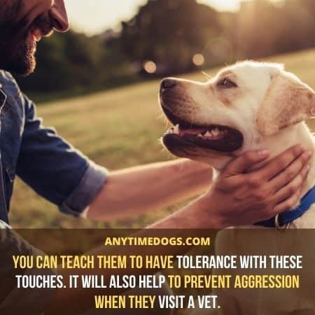 You can teach your dog to have tolerance with the touches