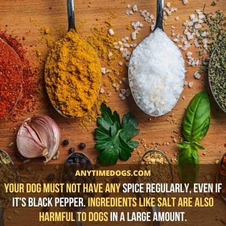 Your dog must not have any spice regularly