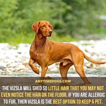 do vizsla dog shed