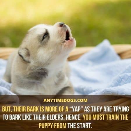 Do huskies bark?