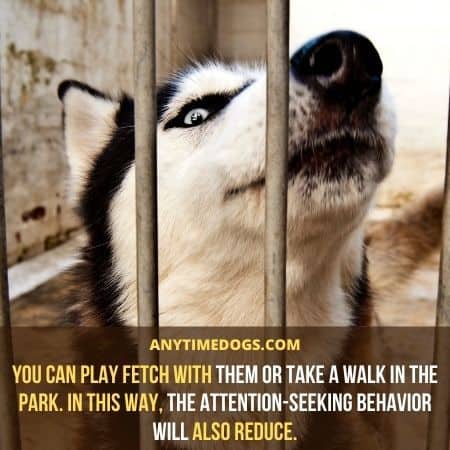 Do huskies howl?