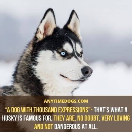 “A dog with thousand expressions”- that’s what a husky is famous for