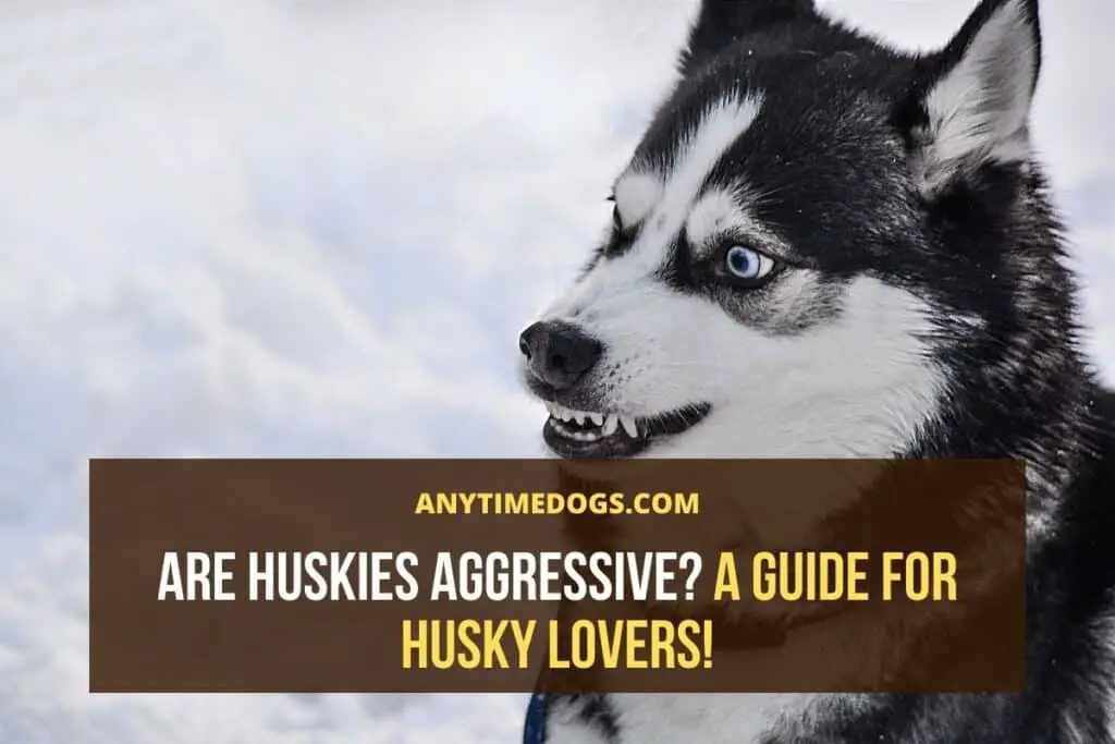 Are Huskies Aggressive