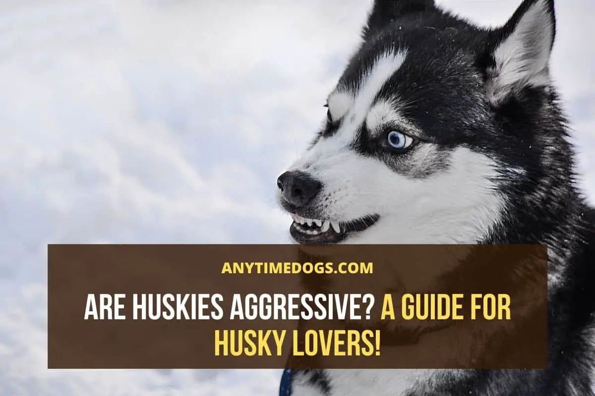 why are huskies so aggressive