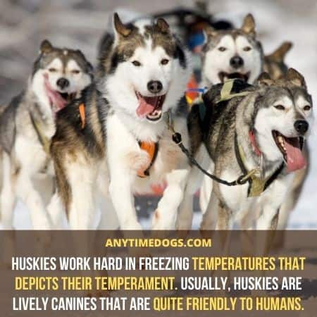 Huskies work hard in freezing temperatures