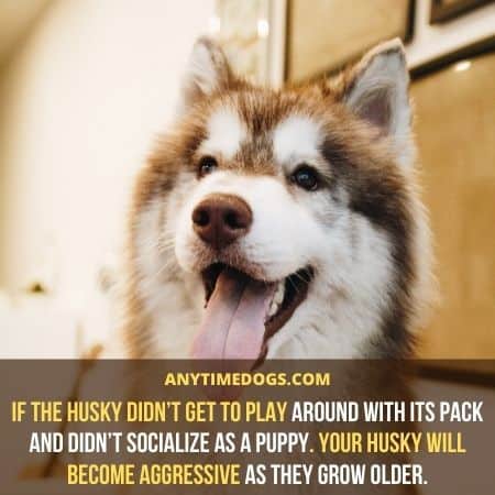 If the husky didn’t get to play around with its pack and didn’t socialize as a puppy