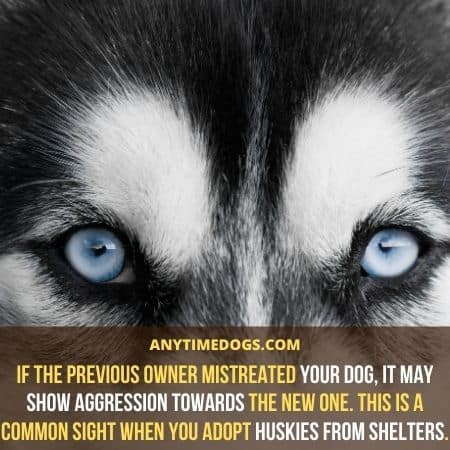 If the previous owner mistreated husky, it may show aggression towards the new one