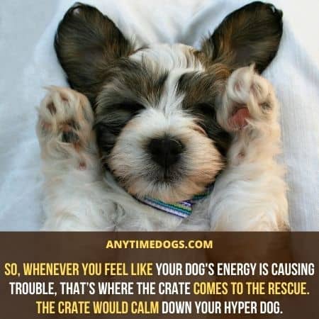When Do Puppies Calm Down