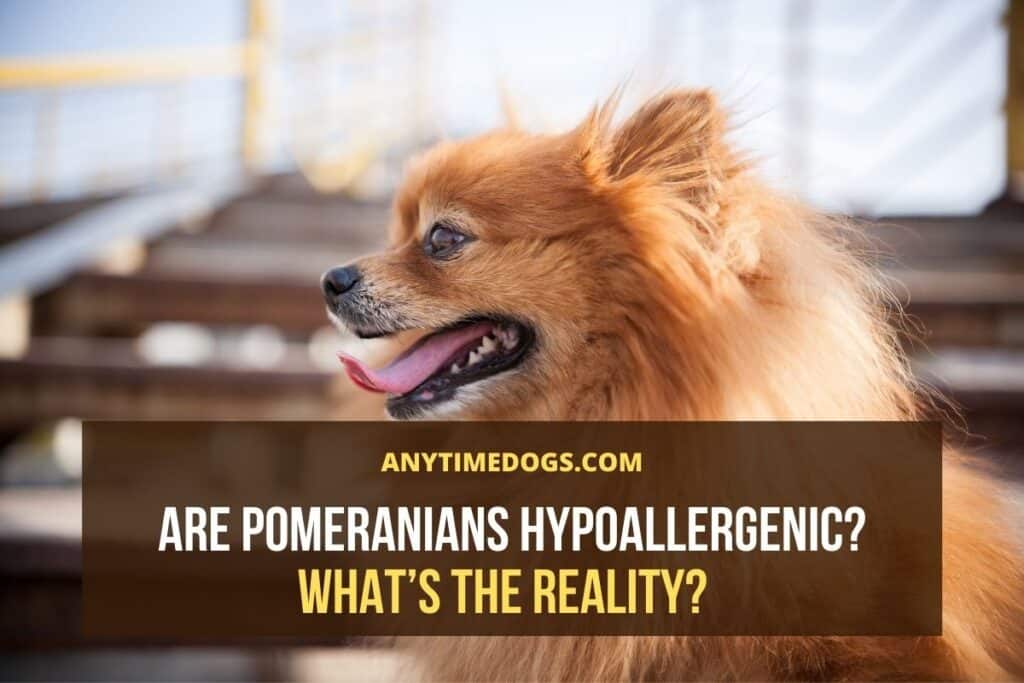 Are Pomeranians Hypoallergenic