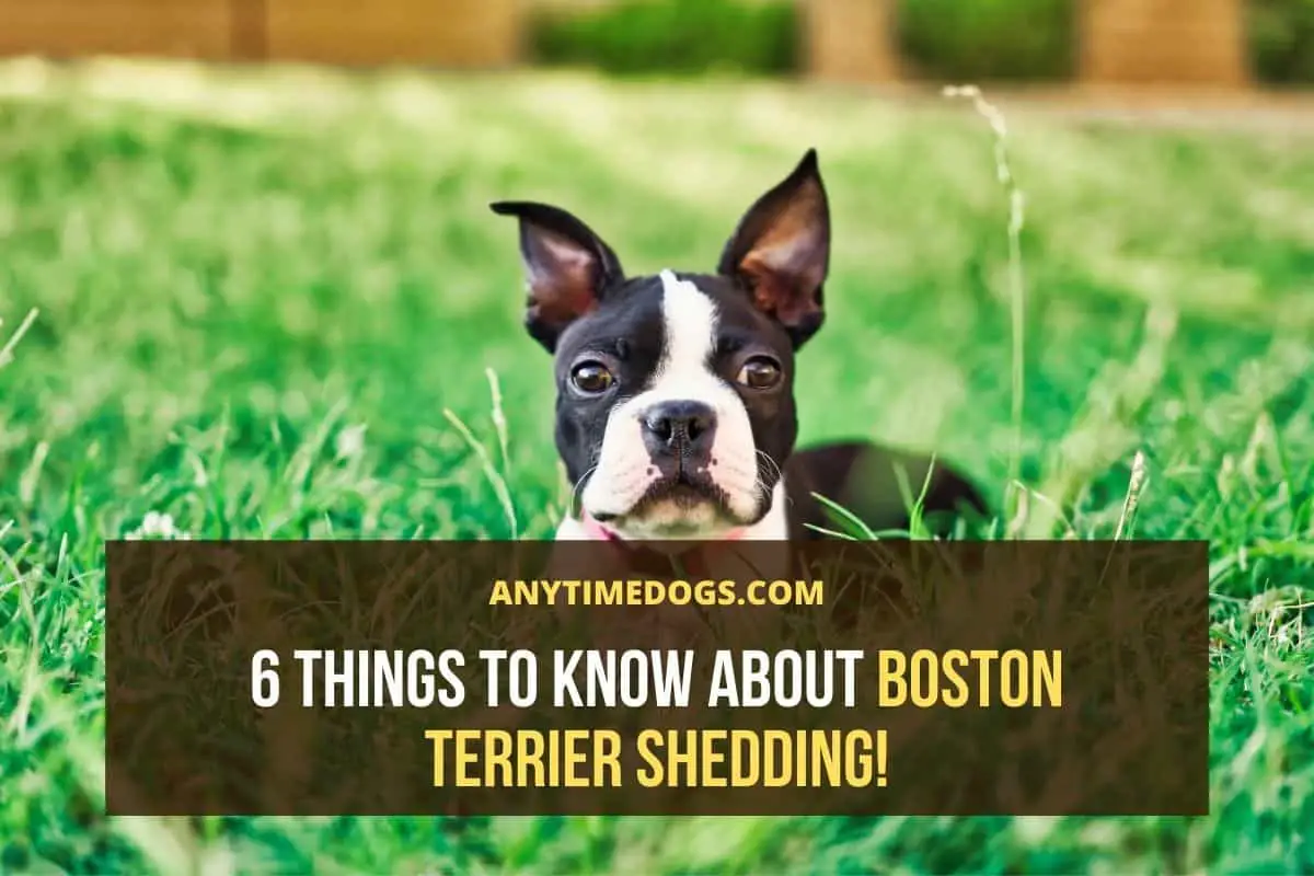 boston terrier shedding information how bad is it