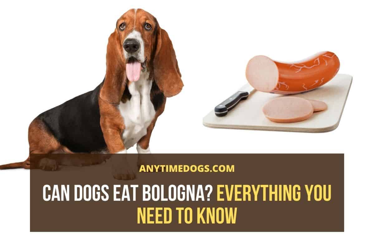 Can Dogs Eat Bologna Everything You Need To Know Anytimedogs