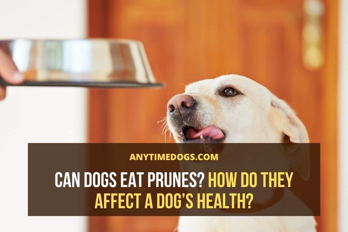 Can Dogs Eat Prunes? How Do They Affect A Dog’s Health? - ATD