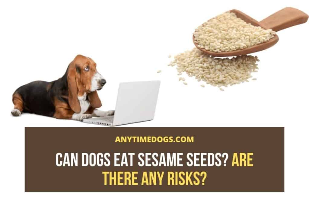 Can Dogs Eat Sesame Seeds