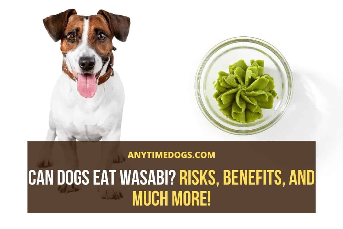 Can Dogs Eat Wasabi Risks Benefits And Much More Anytimedogs