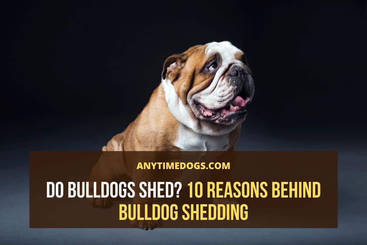 do bulldogs shed a lot