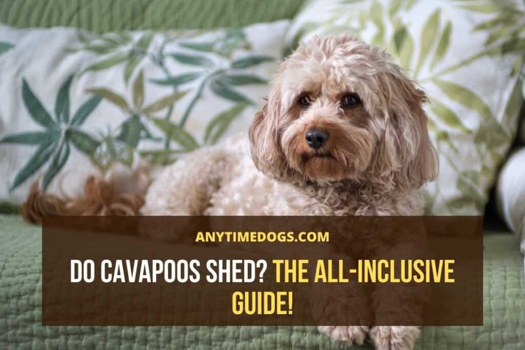 Do Cavapoos Shed
