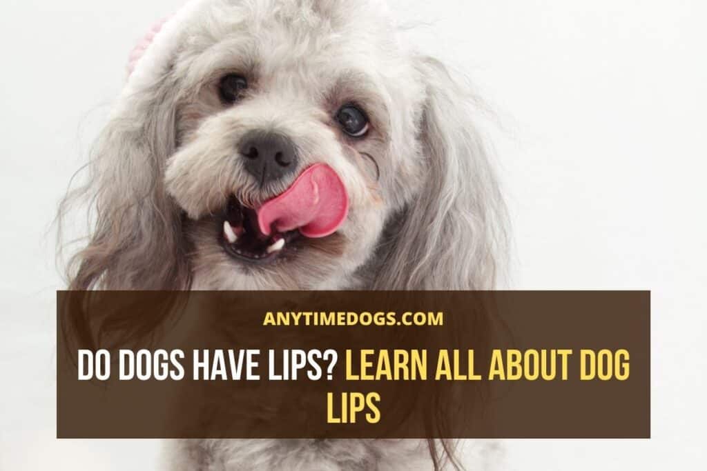 Do Dogs Have Lips