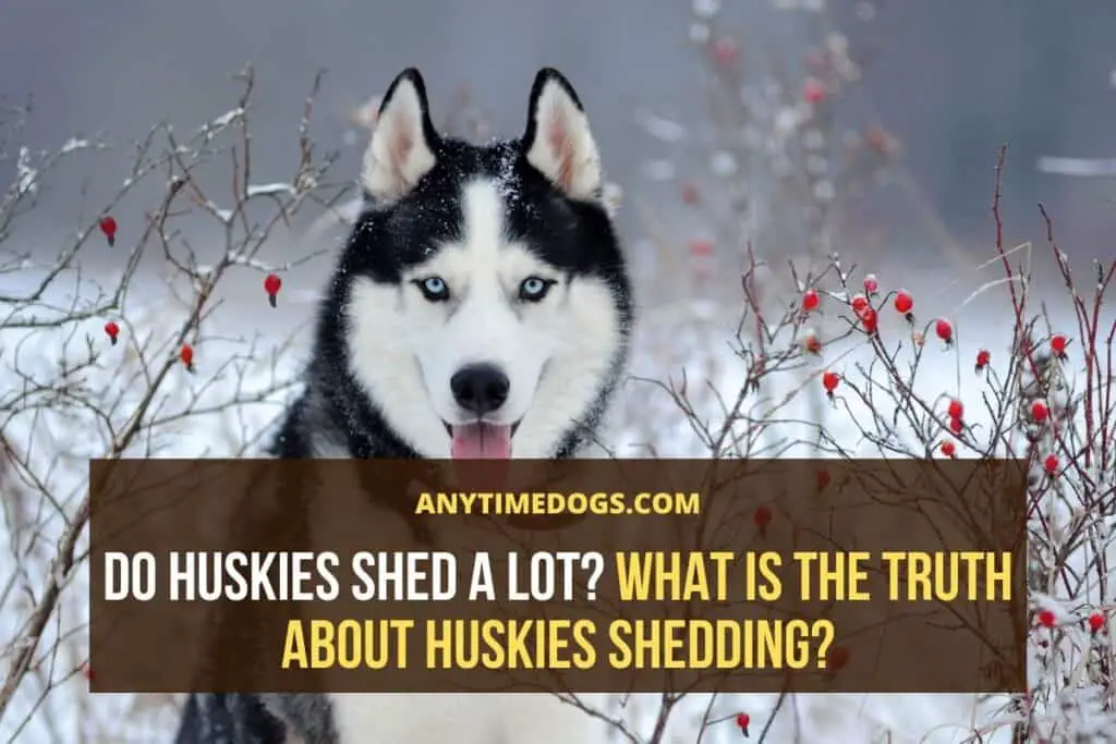 Do Huskies Shed a Lot