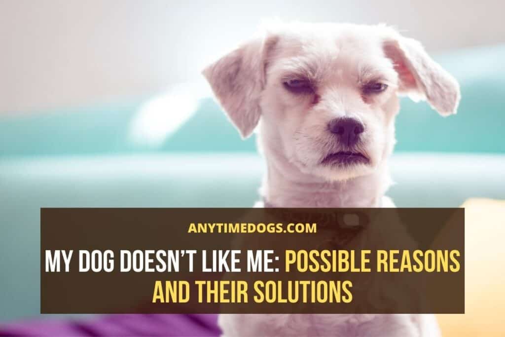 My Dog Doesn't Like Me: Possible Reasons and Their Solutions - ATD