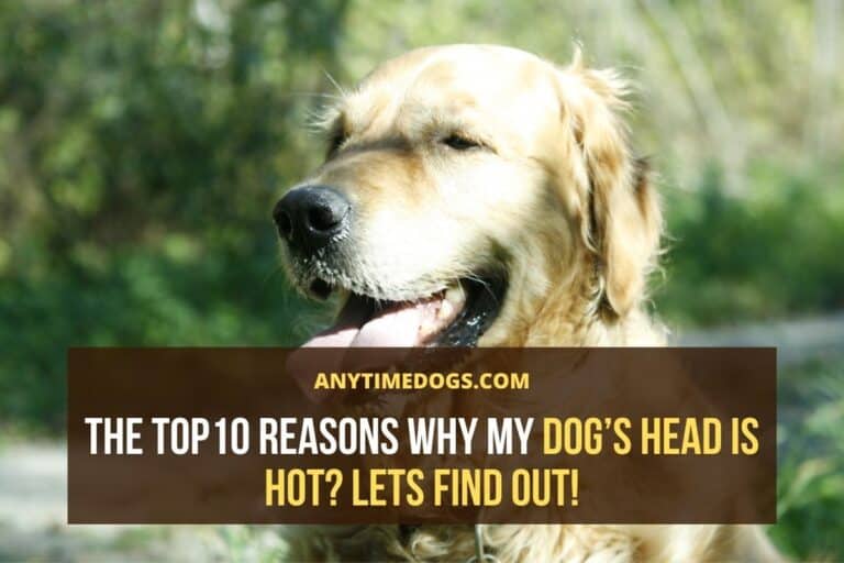 10 Reasons Why My Dog’s Head Is Hot AnyTimeDogs