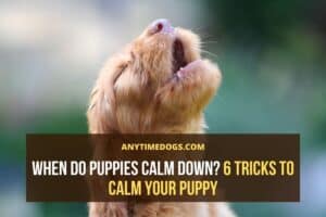 When Do Puppies Calm Down? 6 Tricks to Calm Your Puppy - ATD