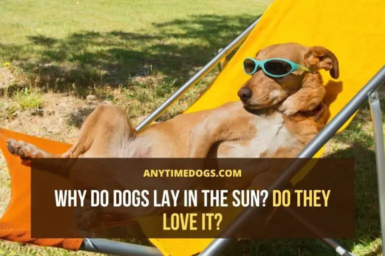Why Do Dogs Lay In The Sun? Do They Love It? AnyTimeDogs