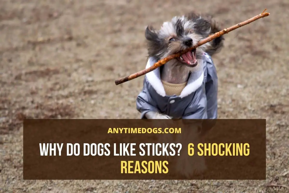 Why Do Dogs Like Sticks? 6 Shocking Reasons AnyTimeDogs