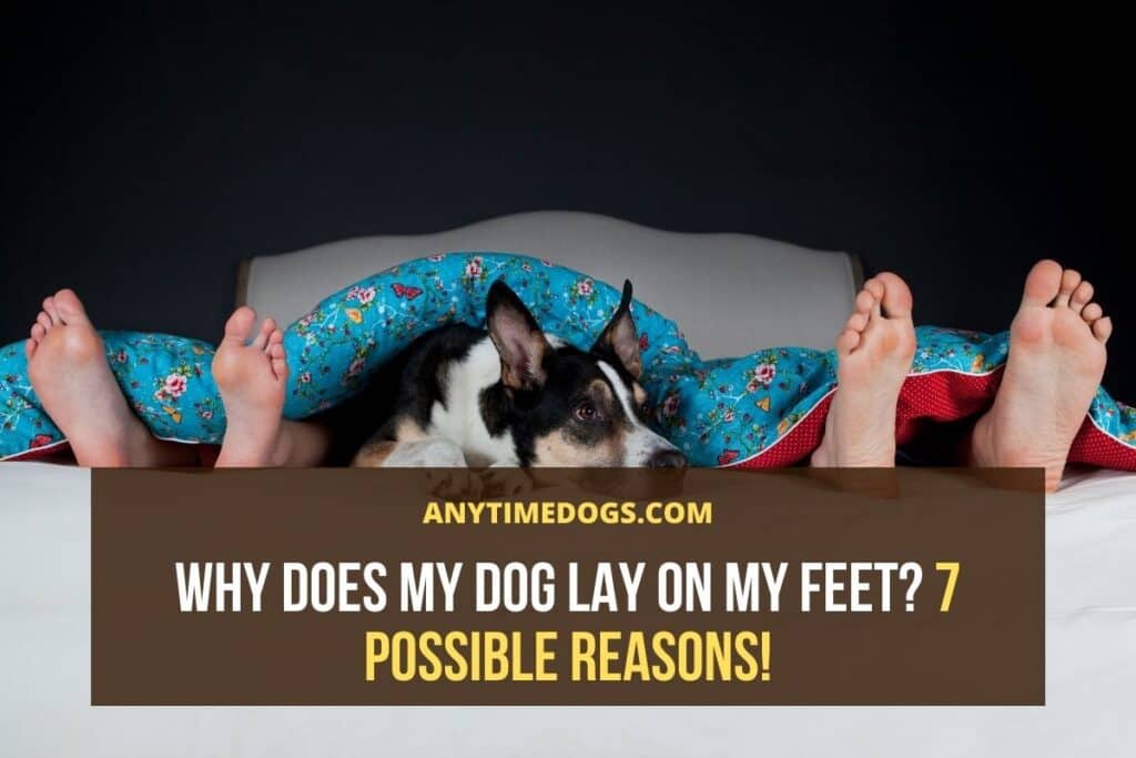 Why Does My Dog Lay on My Feet