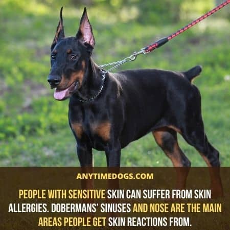 Do Dobermans Shed? What to Expect from A Doberman’s Coat? - ATD
