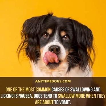 do dogs swallow saliva