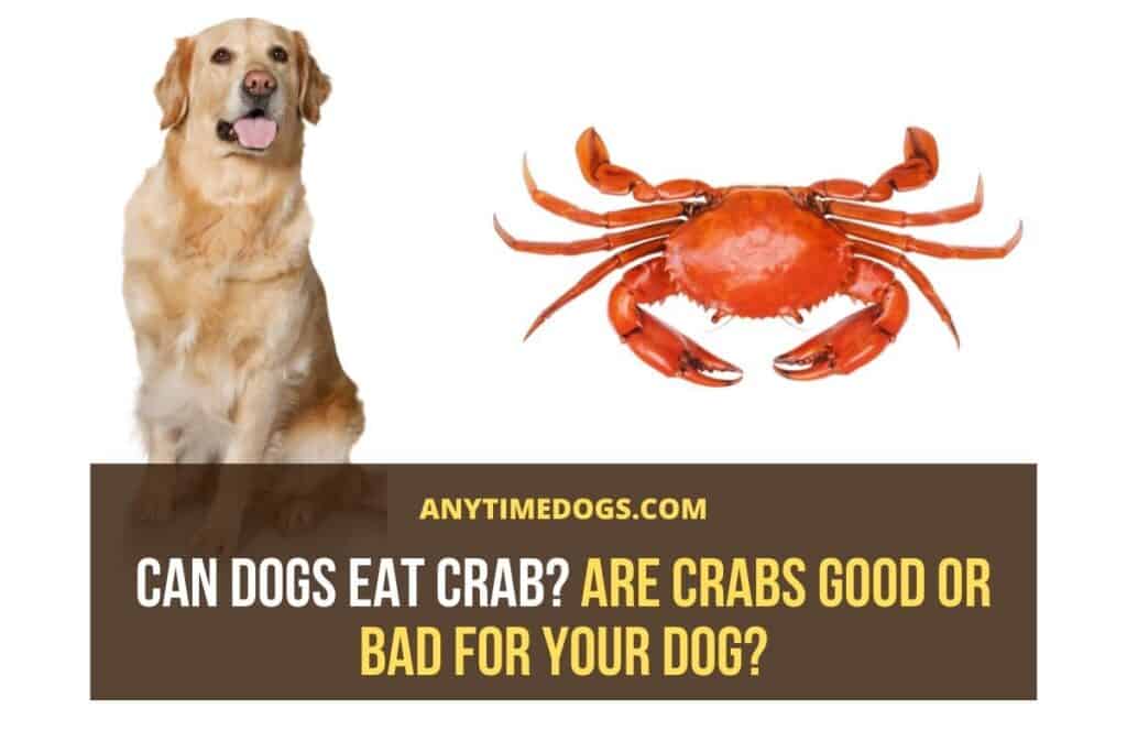 Can Dogs Eat Crab
