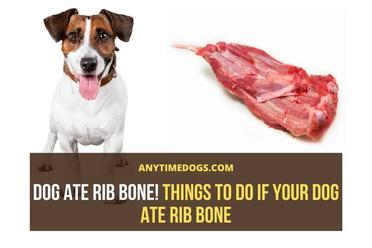 can a puppy have a rib bone