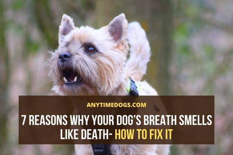 7 Reasons Why Your Dog’s Breath Smells Like Death How to Fix It ATD