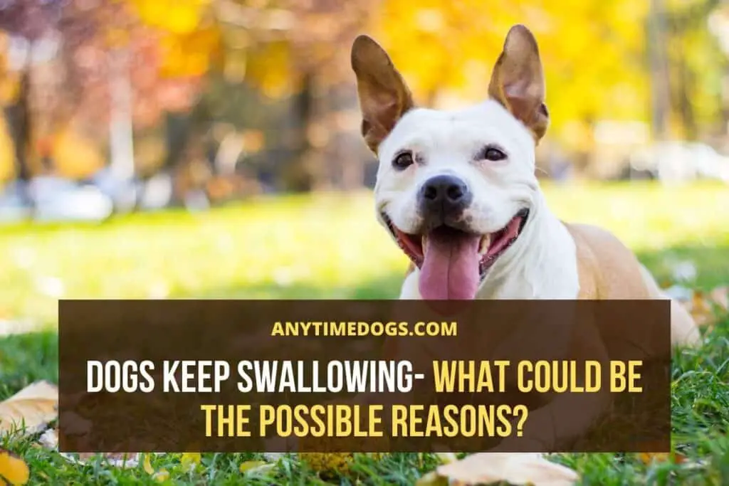 Dogs Keep Swallowing- What Could Be The Possible Reasons?