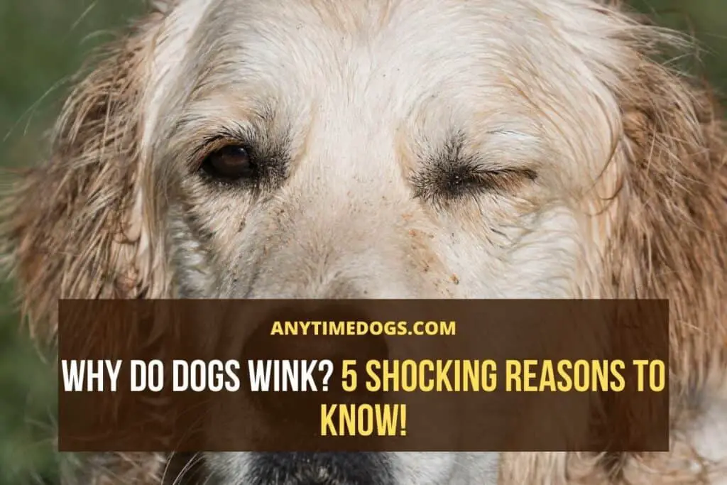 Why Do Dogs Wink